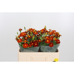 Tagetes