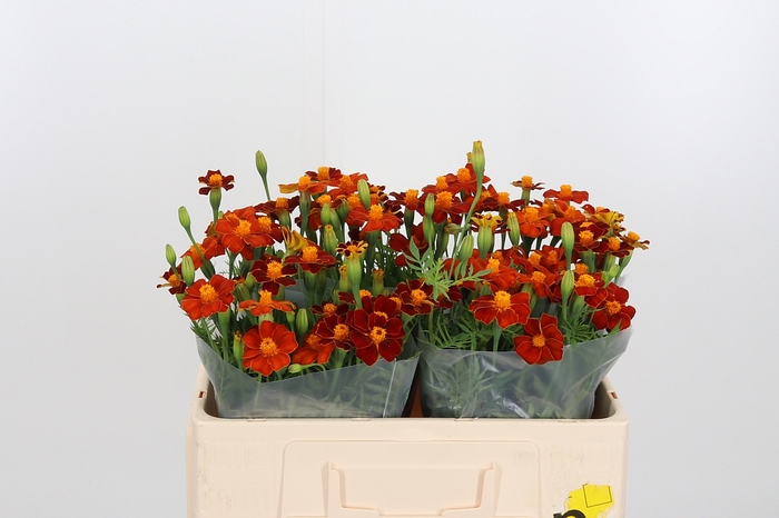 <h4>Tagetes</h4>