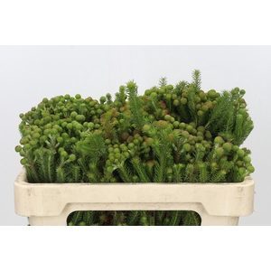 Kaaps Groen Baubles Young