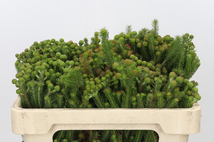 <h4>Kaaps Groen Baubles Young</h4>
