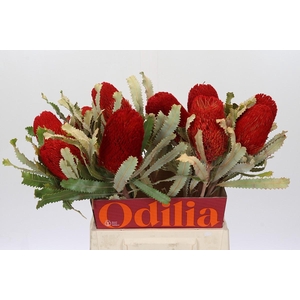 Banksia  Burdetti Red