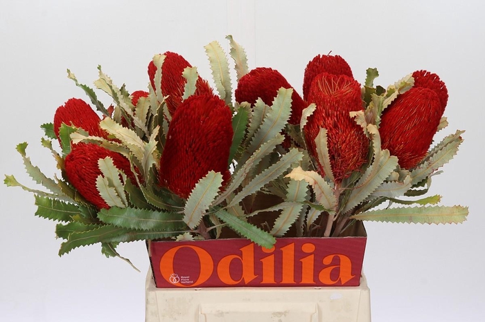 <h4>Banksia  Burdetti Red</h4>