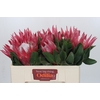 Protea Cynaroides Madiba