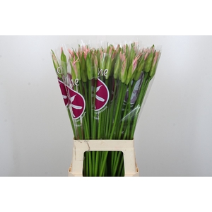 Nerine Sofie