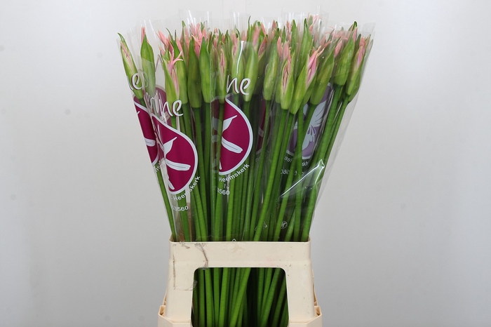 Nerine Sofie