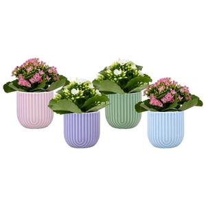 KALANCHOE BLOSSFELDIANA