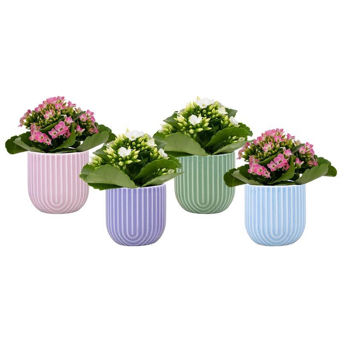 <h4>KALANCHOE BLOSSFELDIANA p6</h4>