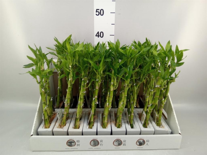 <h4>Dracaena sand. 'Lucky Bamboo' ..pyr</h4>