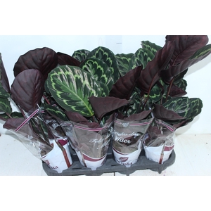 CALATHEA PICTA ROYALE P12