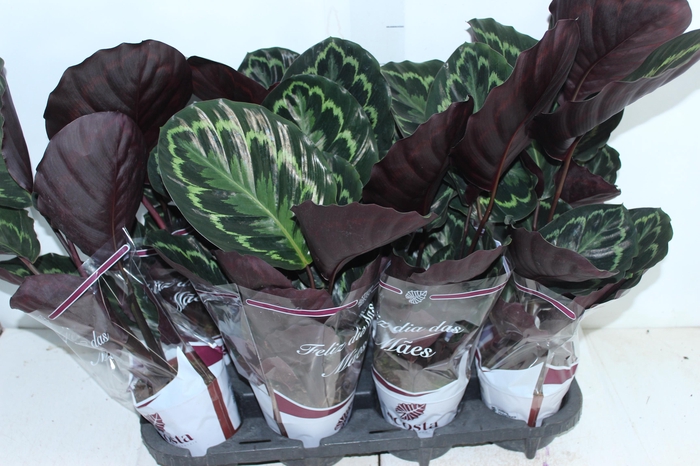 <h4>CALATHEA PICTA ROYALE P12</h4>