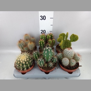 Cactus   ...mix