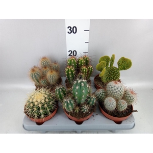 Cactus   ...mix