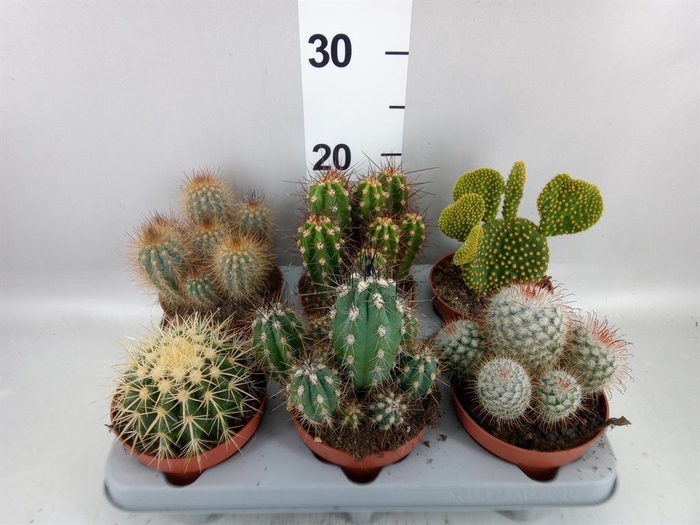 <h4>Cactus   ...mix</h4>