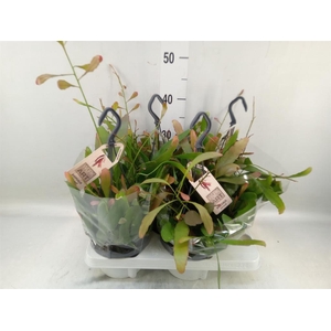 Rhipsalis   ...