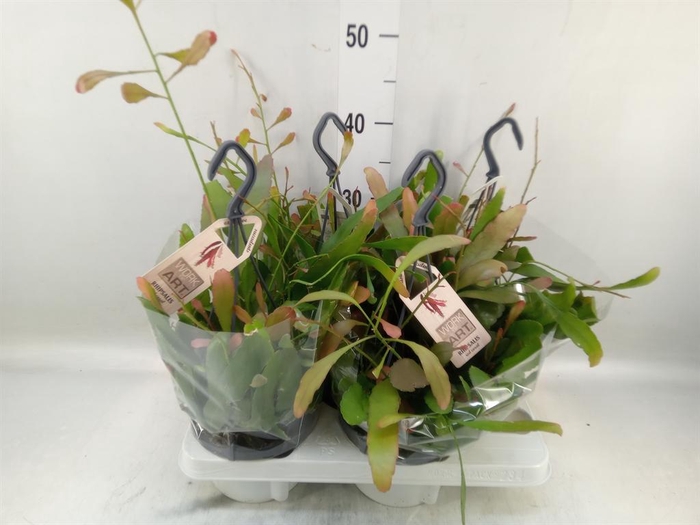 <h4>Rhipsalis   ...</h4>