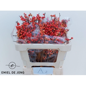 ILEX VE OUDIJ ORANGE