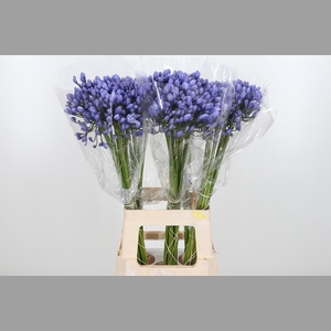 Agapanthus Buddy Blue