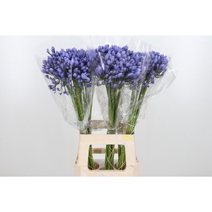 Agapanthus Buddy Blue