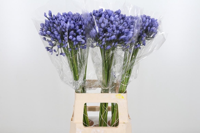 <h4>Agapanthus Buddy Blue</h4>