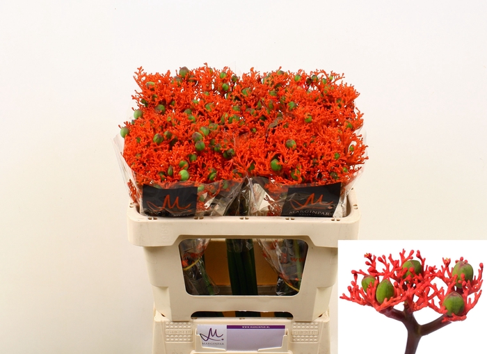 <h4>JATROPHA P FIRECRACK</h4>
