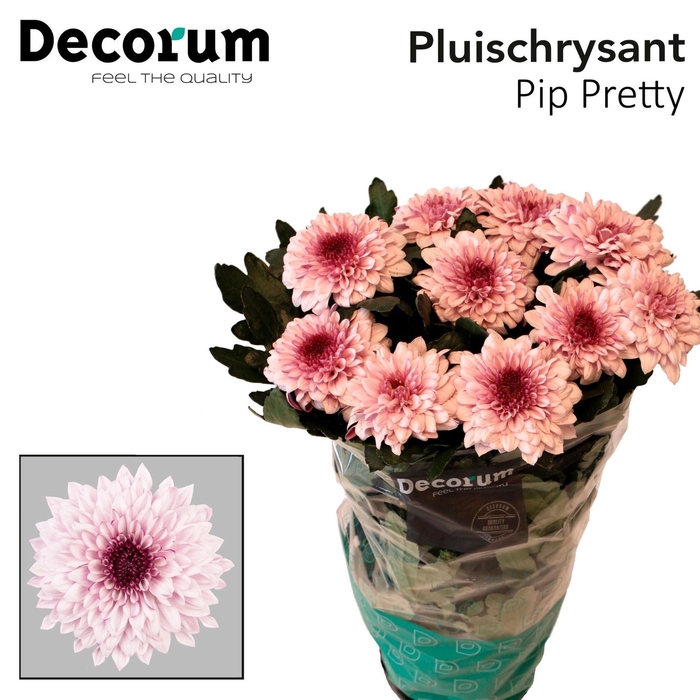 <h4>Chrysanthemum PL 'Pip Pretty'</h4>