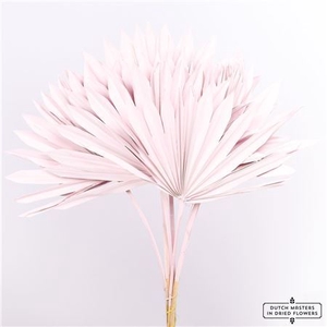 Dried Palm Sun 10pc Light Pink Bunch