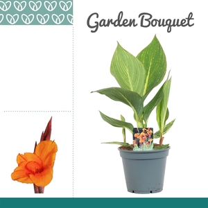 Canna Pretoria Zonder Bloem