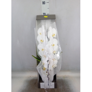 Phalaenopsis   ...white