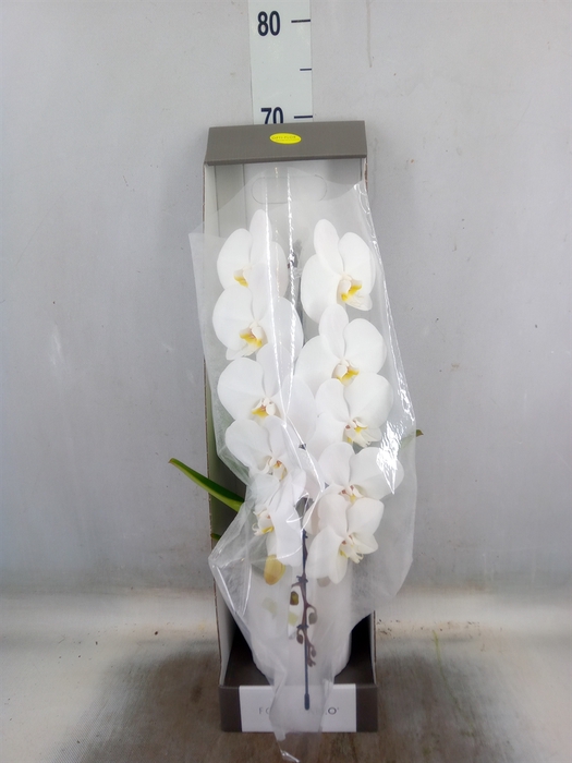 <h4>Phalaenopsis   ...white</h4>