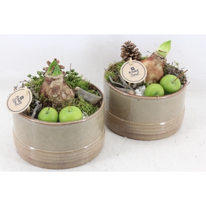 arr4 Amaryllis PL - Ker. brown glazed x4