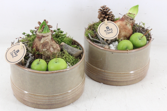 <h4>arr4 Amaryllis PL - Ker. brown glazed x4</h4>