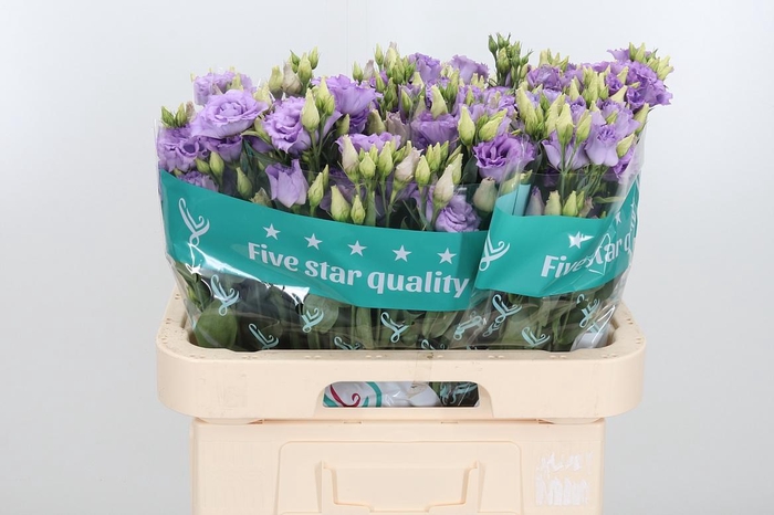 <h4>Eus G Corelli Lavend</h4>