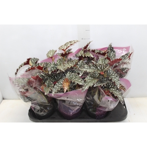 BEGONIA MACULATA SPOTLIGHT DARK P13