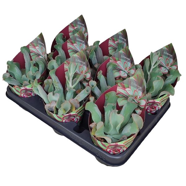 <h4>ECHEVERIA CULIBRA - POT Ø 10,5 WITH POTCOVER (SUCCULENTEN)</h4>