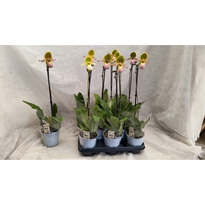 PAPH MULTIFLOWER GEM
