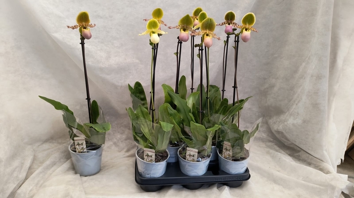 <h4>PAPH MULTIFLOWER GEM</h4>