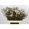 Chamelaucium Moonlight Delight