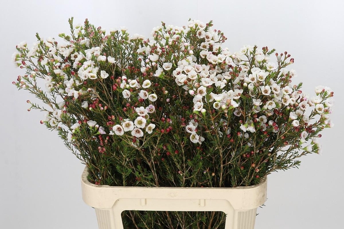 <h4>Chamelaucium Moonlight Delight</h4>