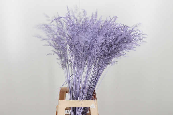 <h4>Calamagrostis Kl Bh Milka</h4>