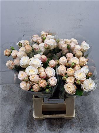 <h4>R Tr Bombastic</h4>