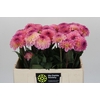Dahlia Esli