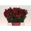 Leucadendron Blush Spray