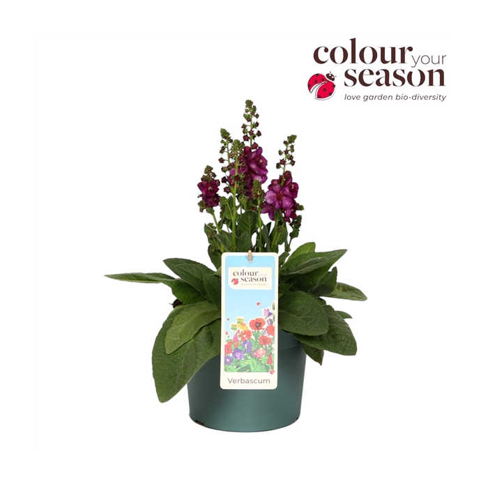 <h4>Verbascum Phoeniceum P19 Mix</h4>