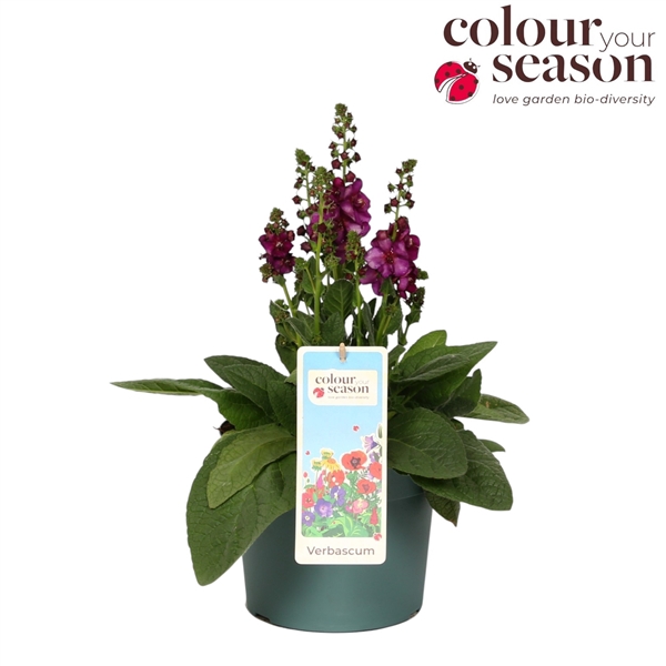 Verbascum Phoeniceum P19 Mix
