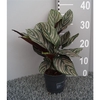 Calathea sanderiana