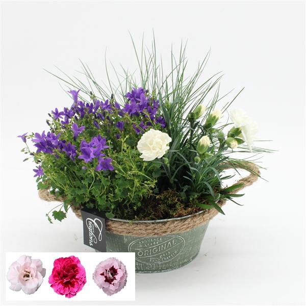 <h4>CACR-2514 Campanula creatie</h4>