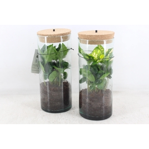 arr3 VDE - Coffea arrabica Led cilin. x6