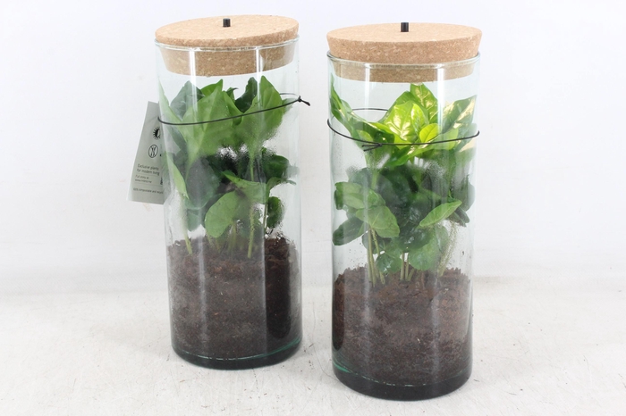 <h4>arr3 VDE - Coffea arrabica Led cilin. x6</h4>