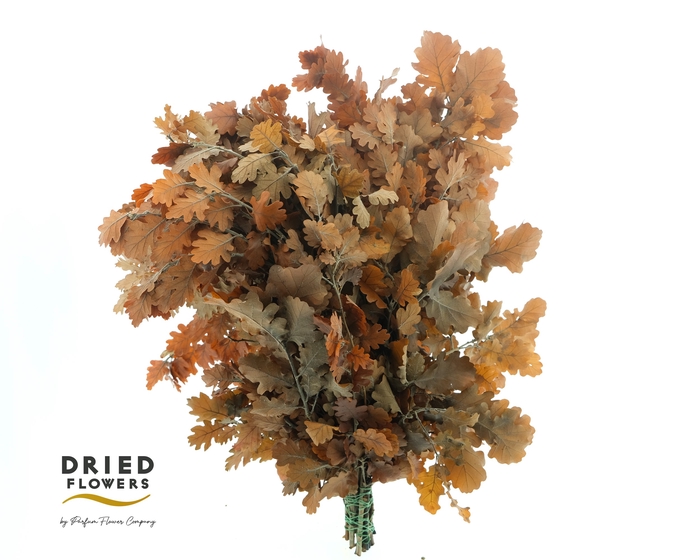 <h4>Quercus Preserved Orange (oak,eik)</h4>