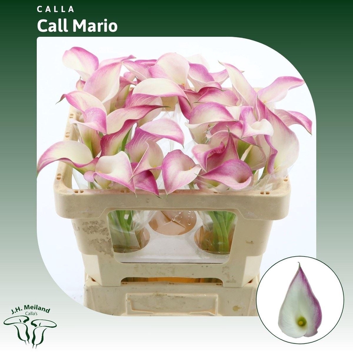 <h4>Calla Call Mario</h4>